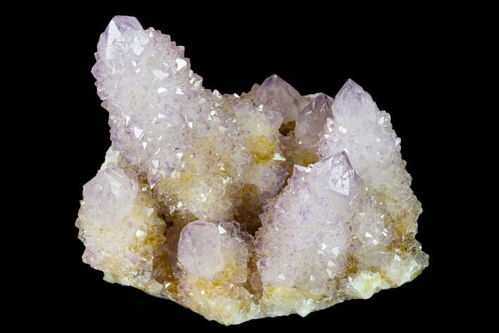 Cactus Quartz (Amethyst) Crystal Cluster - South Africa #134335